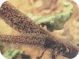 Botrytis fungal growth on stem