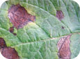 Early blight lesions on leaves
