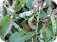 Symptômes avancés d’alternariose avec enroulement des feuilles