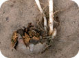 Seed piece destroyed by Fusarium