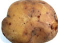 Tuber infected with late blight