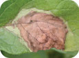 Late blight lesion
