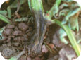 Late blight infection initiated by infected seed