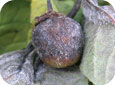 Seed ball infected with late blight