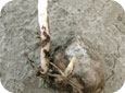 Rhizoctonia cankers on sprout