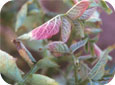 Rhizoctonia symptoms on upper leaves
