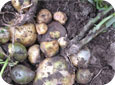 Small, malformed tubers due to Rhizoctonia infection