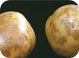 Silver scurf symptoms on tubers