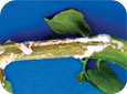 Dense, white fungal growth on stem