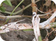 Bleached stems due to white mold
