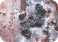 Sclerotia on the tuber surface
