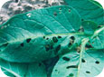 Cabbage looper feeding damage