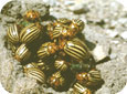 Beetles feeding on an emerging plant