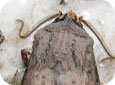 Male black cutworm adult