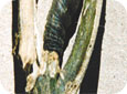Black cutworm damage to stems