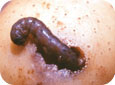 Black cutworm in potato tuber