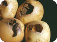 Black cutworm damage to tubers
