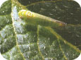 Adult potato leafhopper