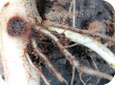 Potato stem borer damage