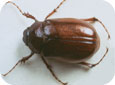 June beetle: white grub adult stage
