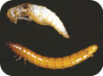 Wireworm pupae (white) and larvae (yellow or light brown)