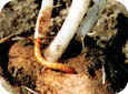 Wireworm feeding on developing shoots