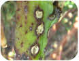 Anthracnose lesions on primocane