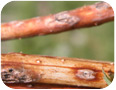 Anthracnose lesions on overwintering cane