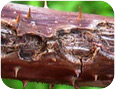 Anthracnose lesions on overwintering cane