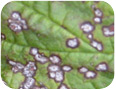 Anthracnose  lesions on leaves