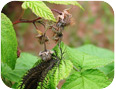 Fire blight - leaf and fruit infection