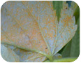 Rouille jaune tardive sur des feuilles 