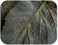 Late leaf rust on leaves