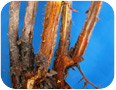 Phytophthora Crown and Root Rot 