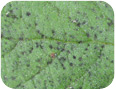 Black sooty mould from aphids