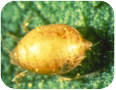 Parasitized aphid