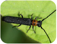 Cane borer adult (Photo credit: Continis)