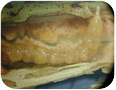 Cane borer larva