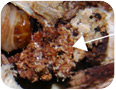 Larves du rhizophage du framboisier creusant une galerie dans les tissus du collet. La flèche montre les sciures causes par l’alimentation des larves.