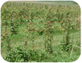 Raspberry crown borer damage to field