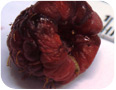 Raspberry fruitworm larva on fruit