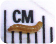 Raspberry fruitworm larva
