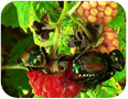 Japanese beetles on fruit