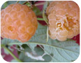 Japanese beetle damage to fruit