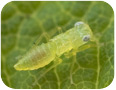 Leafhopper nymph
