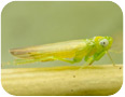 Close up of leafhopper adult