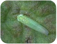 Leafhopper adult