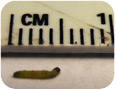 Larve de tordeuse à bandes obliques au premier stade larvaire