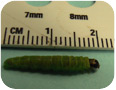 Larve de tordeuse à bandes obliques au stade larvaire avancé