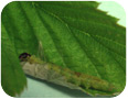 OBLR larvae webbed in foliage